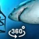 Great White Shark Attack 360 Video in Virtual Reality