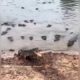 Crocodile attacking drone camera