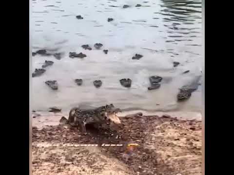 Crocodile attacking drone camera