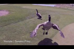 10 Crazy Bits Of Footage Accidentally Caught On Drone Camera