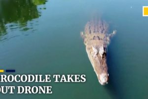 Crocodile takes out drone in Australia