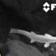 Can Drones Use Thermal Imaging to Save Fish?