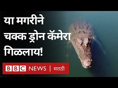 Viral Video: Crocodile ने जेव्हा अख्खा Drone Camera गिळला | BBC News Marathi