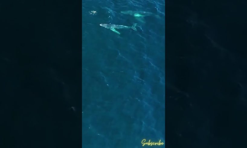 Whales caught on drone camera!!😮😍 #Shorts #Whales