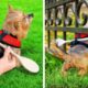 GENIUS HACKS AND GADGETS FOR PET OWNERS
