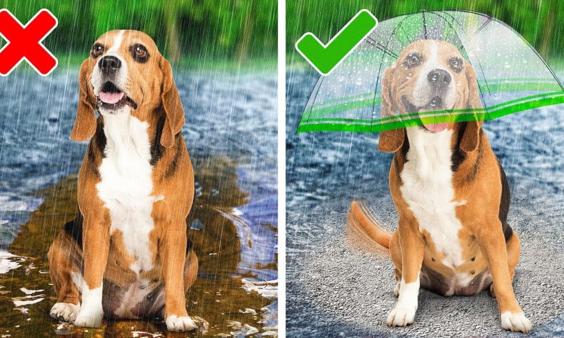 Best Hacks and Gadgets For Your Adorable Pets