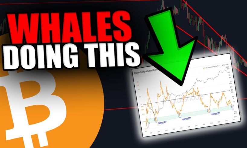 YOU WILL NOT BELIEVE WHAT THESE BITCOIN WHALES ARE DOING