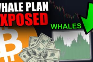 THE BITCOIN WHALES MASTERPLAN JUST GOT REVEALED!