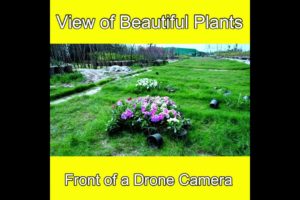 View of Beautiful Plants in Front of a Drone Camera Lahore Smart City