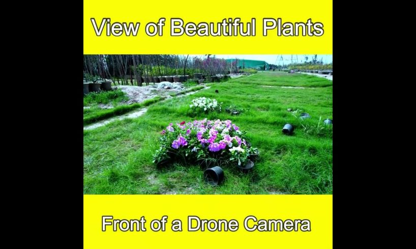 View of Beautiful Plants in Front of a Drone Camera Lahore Smart City
