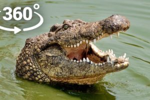 360° VR - Crocodile attacks You