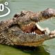 360° VR - Crocodile attacks You