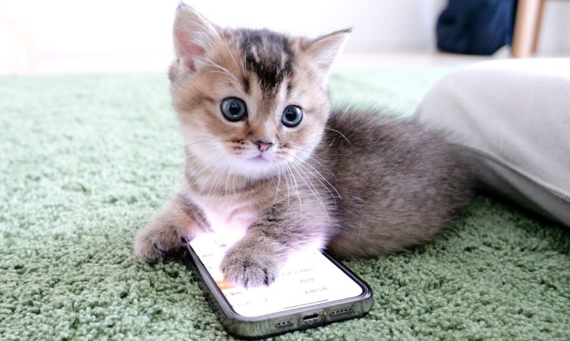 Kitten Kiki can use smartphones