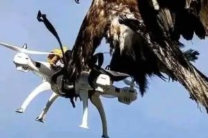 BREAKING NEWS:  EAGLE ATTACKS AZIMIO LA UMOJA DRONE CAMERA AT KASARANI STADIUM.