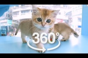 Cute Baby Cats Playing | VR 360 Cat Video | 4K | Virtual Reality