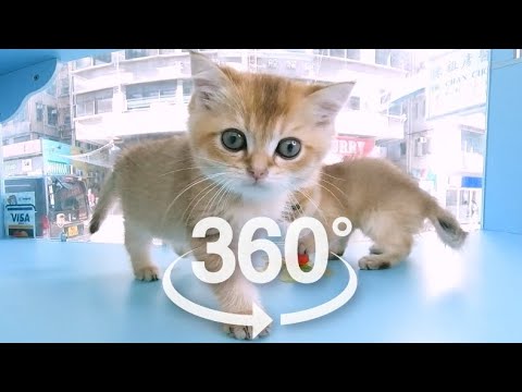 Cute Baby Cats Playing | VR 360 Cat Video | 4K | Virtual Reality