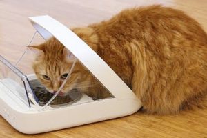 10 USEFUL GADGETS FOR PETS