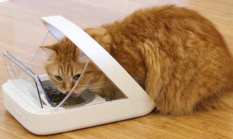 10 USEFUL GADGETS FOR PETS