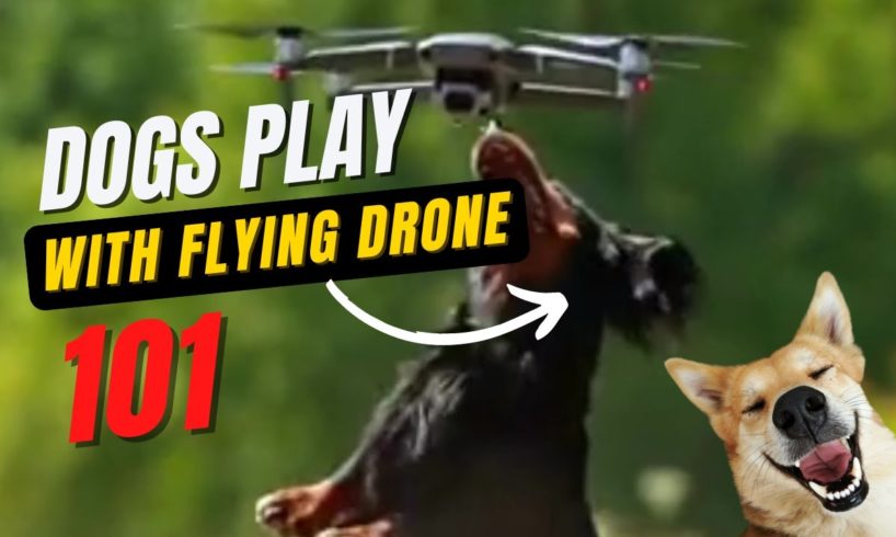 Watch These FOUR Dogs Trying To Catch Drone Camera 🐶