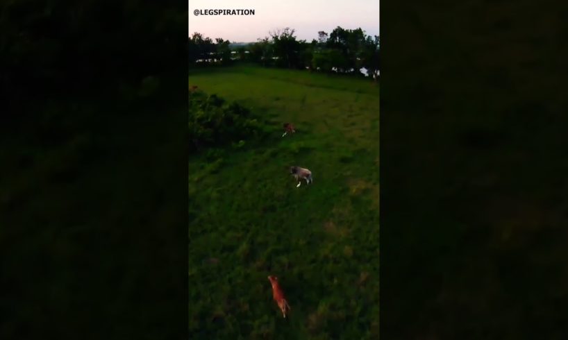 Cows and Birds caught by a drone camera #shorts #dji #djifpv #aklan