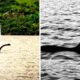 Loch Ness 'Proof' Caught on 4K Drone Camera