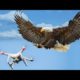 TAZAMA TAI AKIPAMBANA NA DRONE CAMERA NA KUIBAMIZA CHINI (EAGLE SKILLS VS DRONE) ATTACK