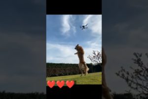 roatwiller jump drone camera #dogslover #dogs