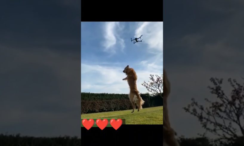roatwiller jump drone camera #dogslover #dogs