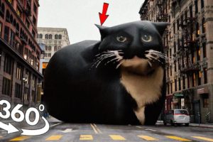 360° VR Maxwell the Cat found YOU in Real Life!