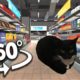 Maxwell The Cat 360° - Supermarket | VR/360° Experience