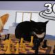 Chess With Maxwell The Cat in 360° VR/4K