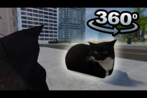 360° YOU ARE The Maxwell The Cat in VR/4K