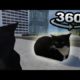 360° YOU ARE The Maxwell The Cat in VR/4K