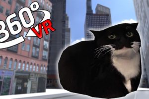 360° Maxwell The Cat CHASES YOU in VR/4K