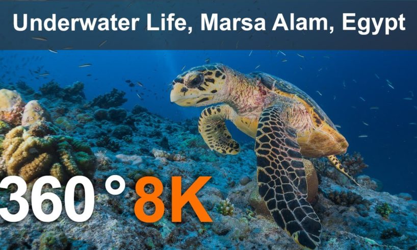 Underwater Life, Marsa Alam, Egypt. 360 video in 8K