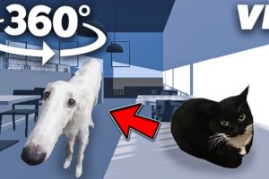 360° Dog Let me do it for you -  Cafe 3d - (Vr/360)  Watch the video! - BoxLand 360