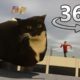PARKOUR With Maxwell The Cat in 360° VR/4K