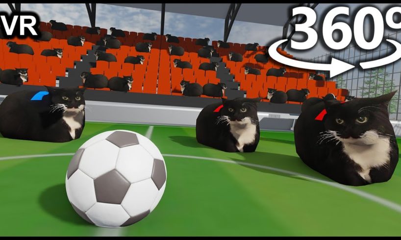 FOOTBALL With Maxwell The Cat in 360° VR/4K