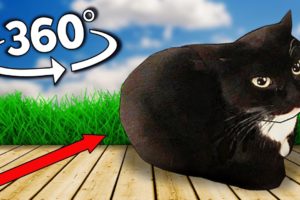 Maxwell The Cat Finding Challenge #4 But it's 360 degree video
