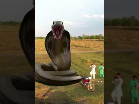 Huge snake attack to drone camera video short , hafiz photo studio entertainment