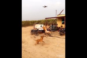 Dogs vs Drone Camera