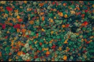 Fall Leaves - Photo Shot By DRONE CAMERA