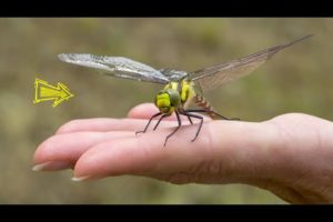 10 Smallest Drones in the World