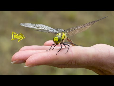 10 Smallest Drones in the World