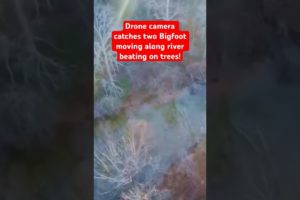 Drone Camera Catches Two Bigfoot Moving Along River Beating on Trees! | Squatch Watchers Shorts