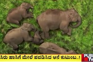 Amazing Visuals Of Elephants Captured On Drone Camera | Annamalai Reserve Forest