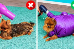 HOW TO BE PERFECT DOG OWNER || Clever And Heart-Warming Pet Gadgets And Crafts For The Loved Ones