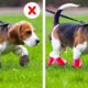 So Cute! Awesome Hacks For Pet Owners! Cool Tricks, Gadgets For Pets By A PLUS SCHOOL