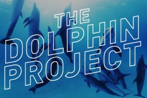 Swimming With Wild Dolphins in 360° Virtual Reality — The Dolphin Project