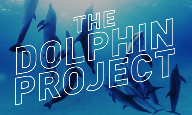 Swimming With Wild Dolphins in 360° Virtual Reality — The Dolphin Project
